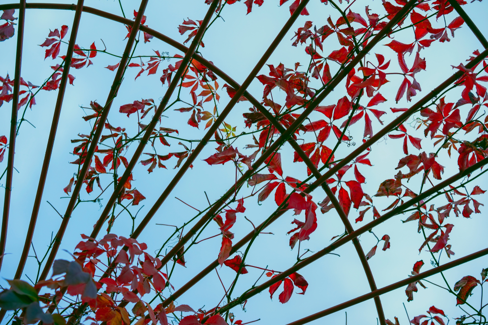plantes pergola métallique